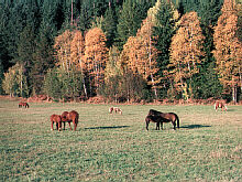 Six horses feeding.